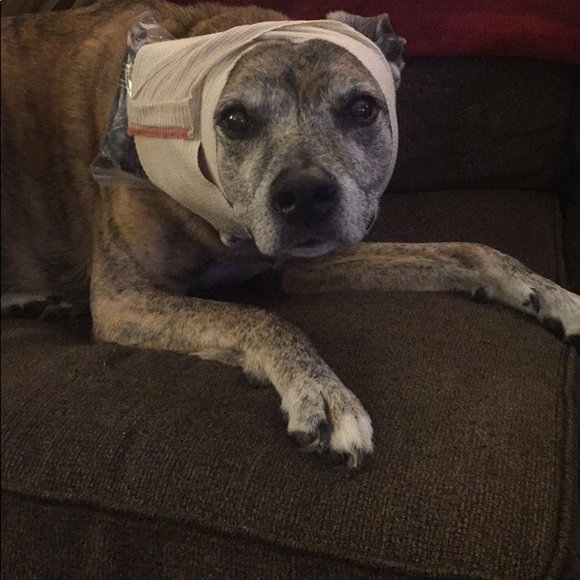 Meet your Posher, Tas - Picture 1 of 1